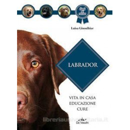 labrador