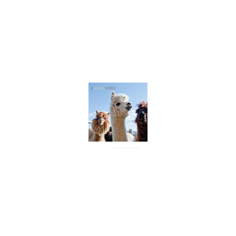 calendario-da-muro-30x30-cm-alpacas-2021