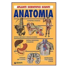 anatomia